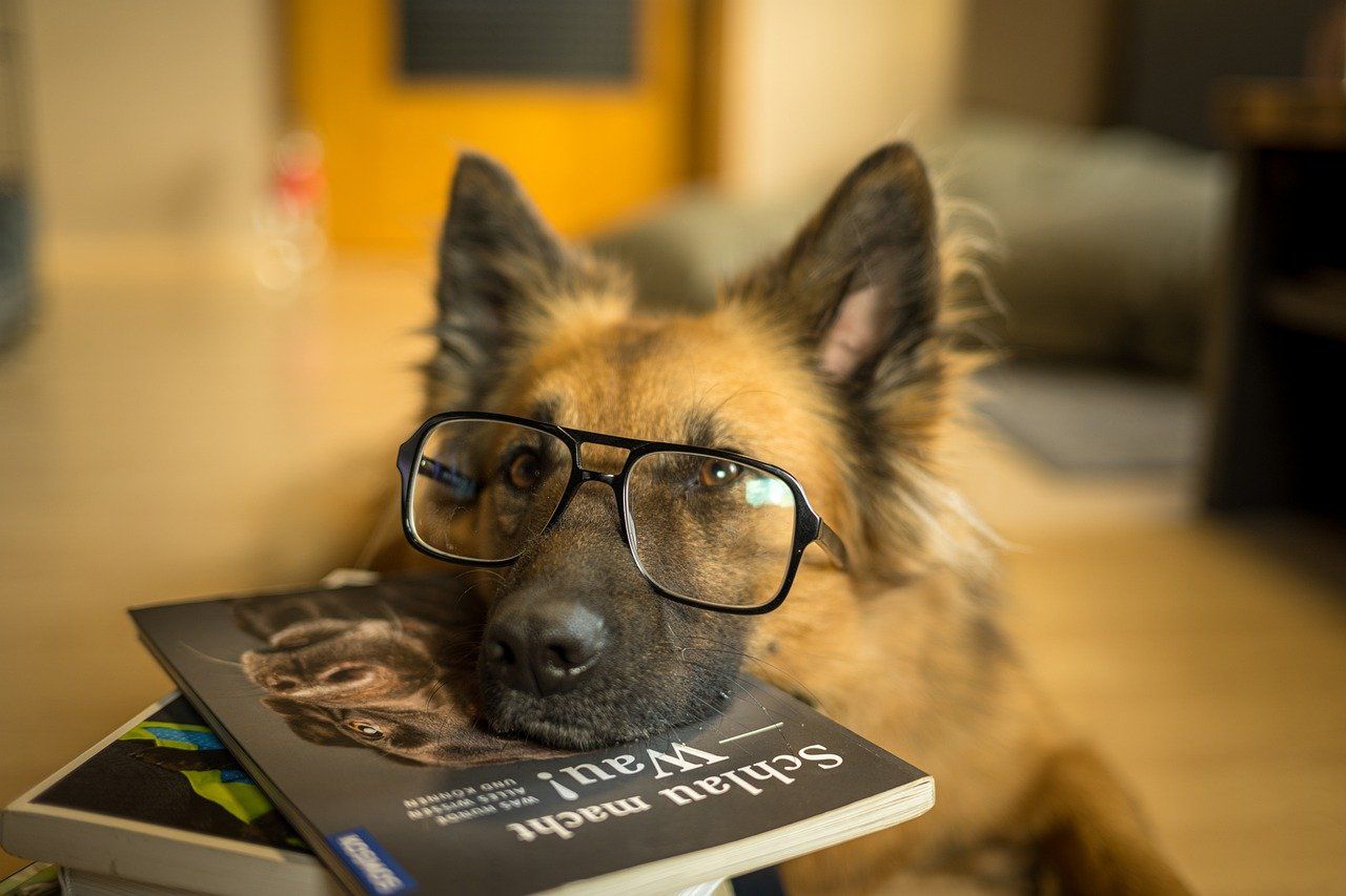 Pup with books